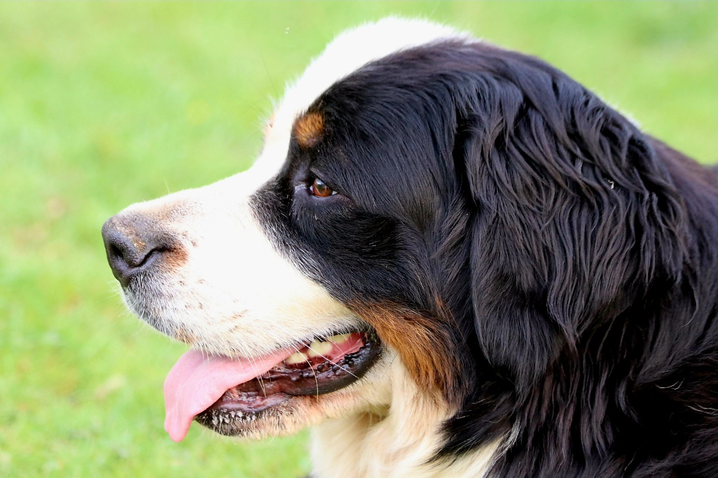 U'Peach De la Ferme de la Pessoutie